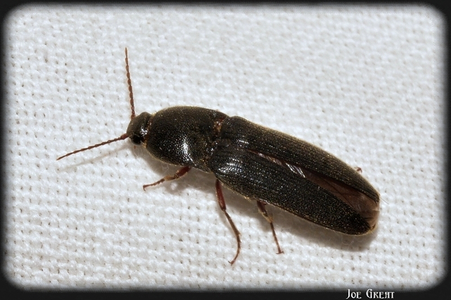 Elateridae - pattanóbogárfélék
