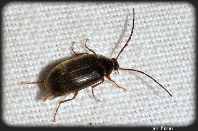 Hymenalia rufipes - rőtlábú alkonybogár
