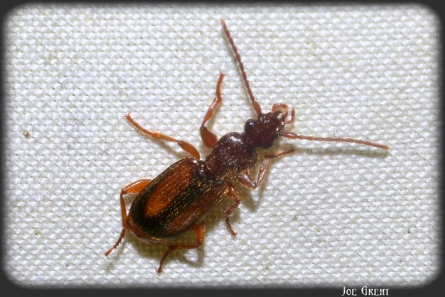 Polistichus connexus - barna sutafutó