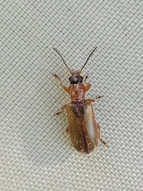Orsodacne cerasi - csupasz barkabogár