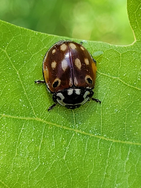 Anatis ocellata - szemfoltos katica
