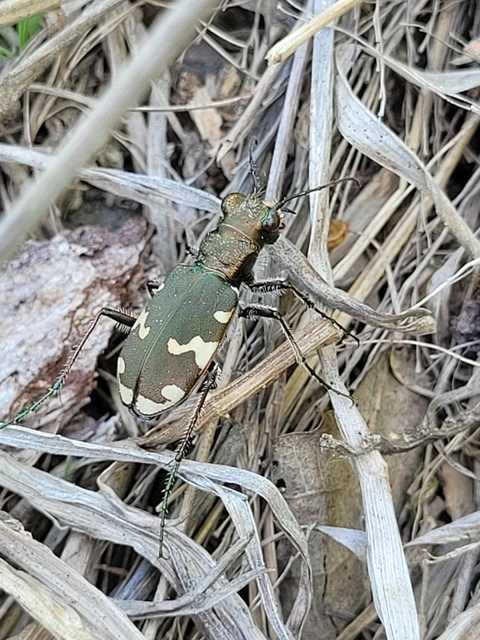 Cicindela sylvicola - erdei homokfutrinka