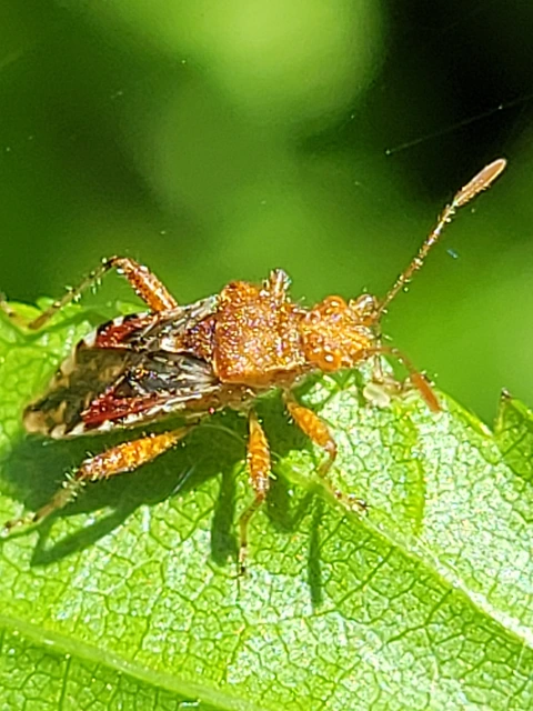 Rhopalidae - üvegpoloskák