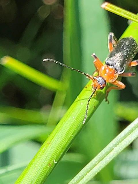 Cantharis livida - mezei lágybogár