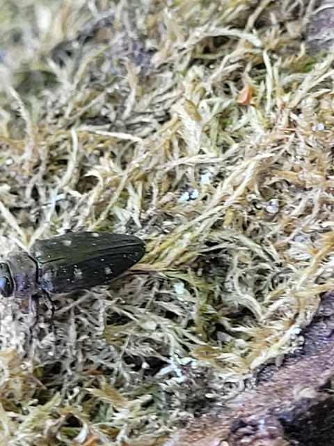 Chrysobothris affinis - aranypettyes díszbogár