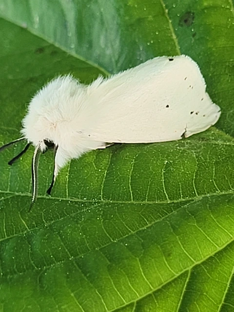 Spilosoma lubricipedum/urticae