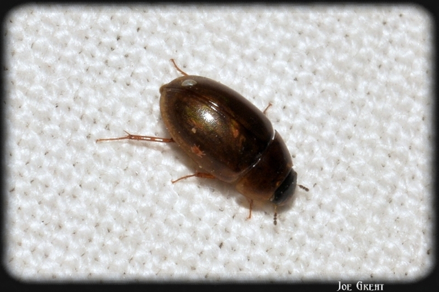 Enochrus