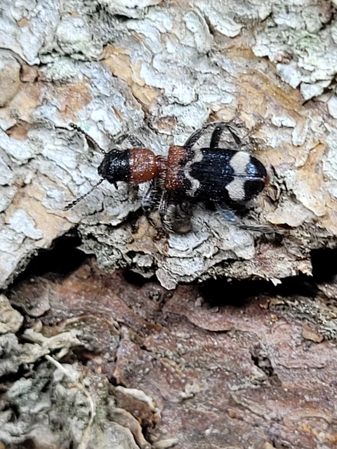 Thanasimus formicarius - vörösnyakú szúfarkas