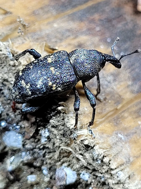 Hylobius abietis - nagy fenyvesormányos
