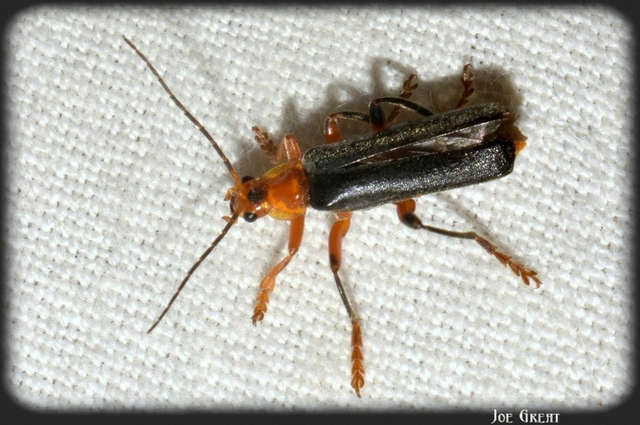 Cantharis livida - mezei lágybogár
