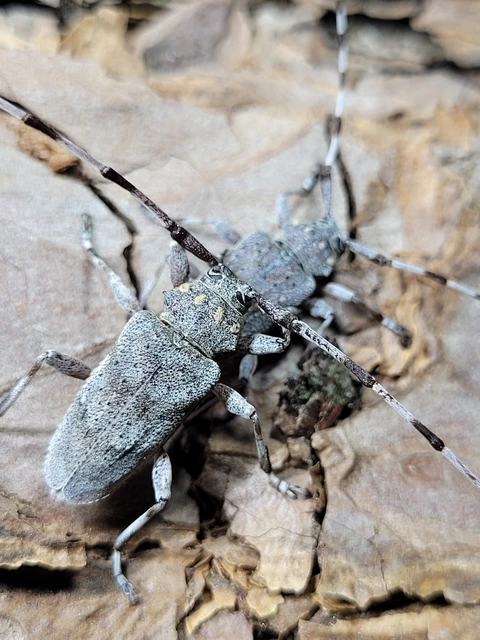 Acanthocinus aedilis - nagy daliáscincér