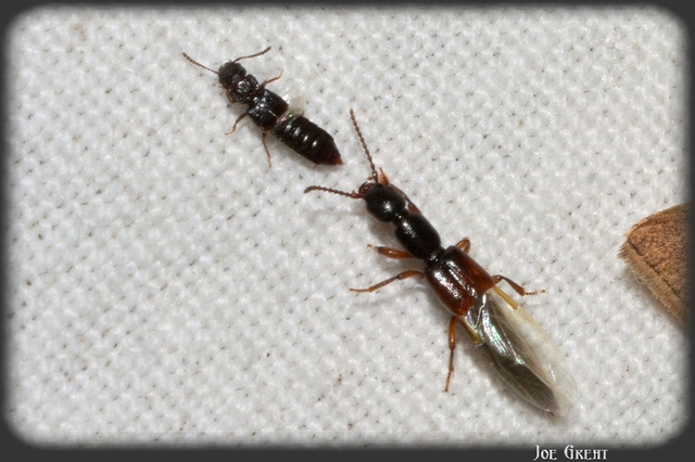 Lathrobium fulvipenne - közönséges mocsárholyva