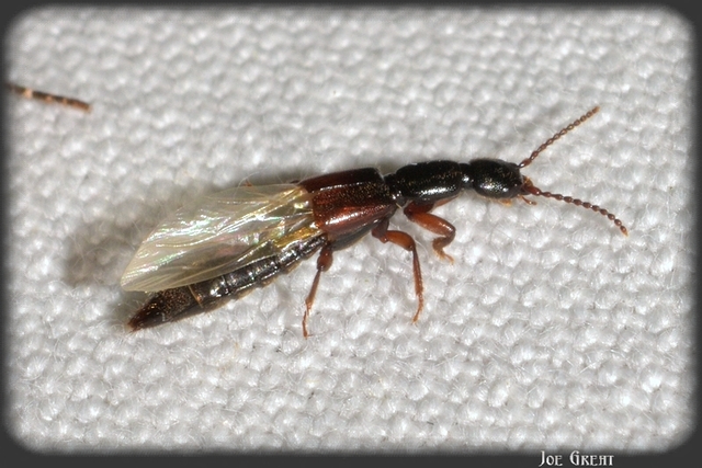 Lathrobium fulvipenne - közönséges mocsárholyva