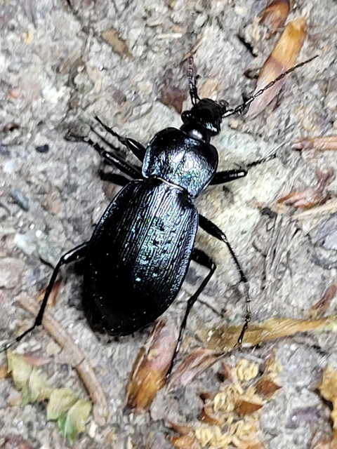 Carabus arvensis - sokszínű futrinka