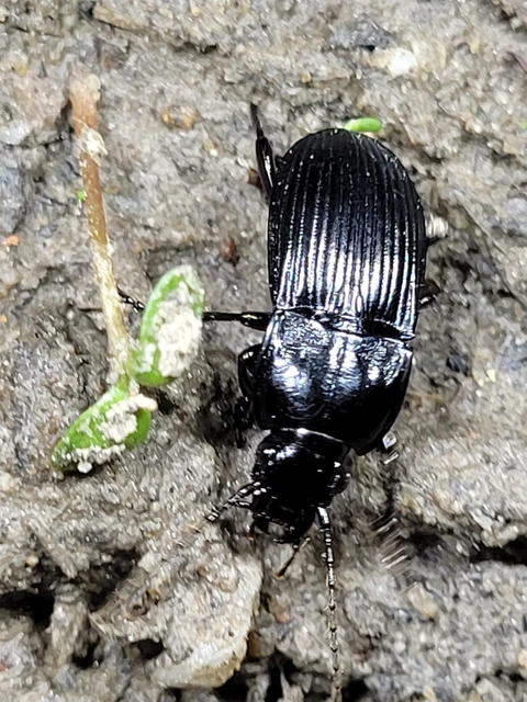 Abax carinatus - bordás szélesfutó