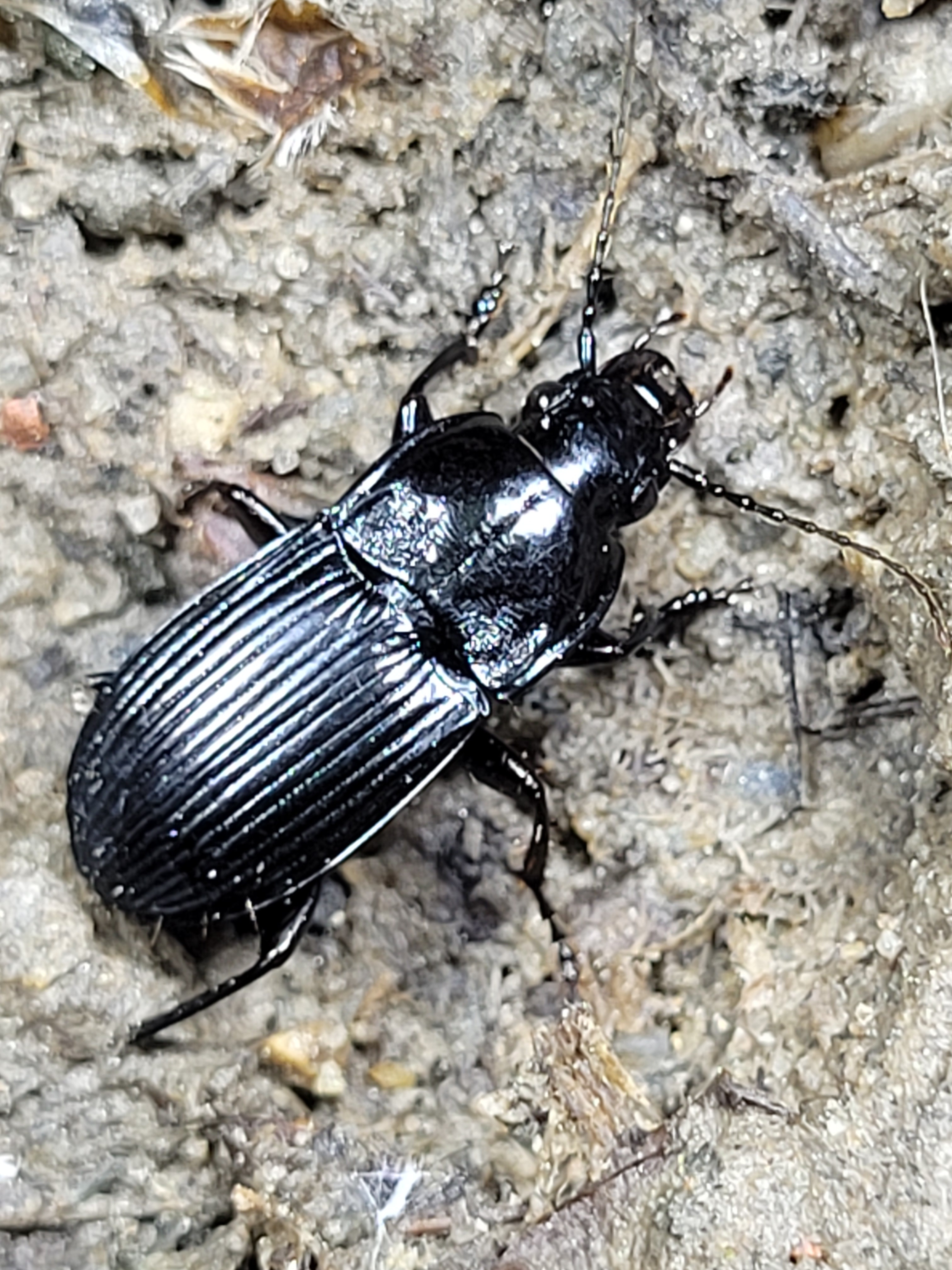 Abax carinatus - bordás szélesfutó