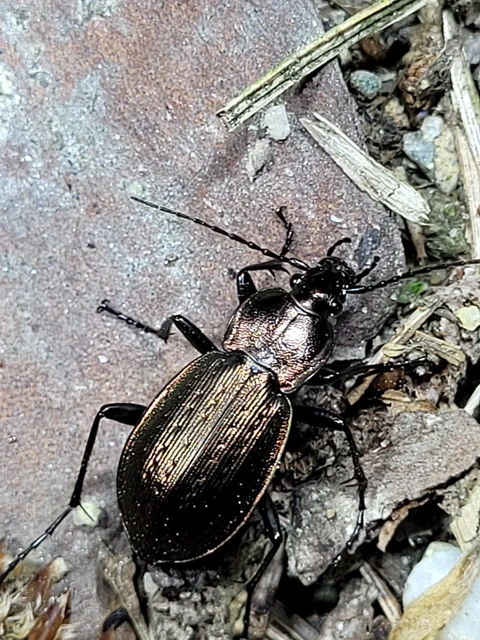 Carabus arvensis - sokszínű futrinka