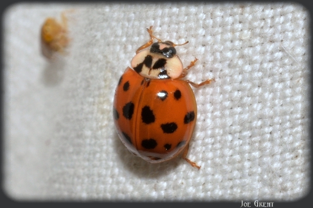 Harmonia axyridis - harlekinkatica