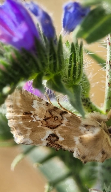 Eremobia ochroleuca - déli kockásbagoly
