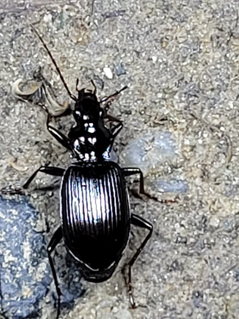 Limodromus assimilis - vöröslábú kisfutó