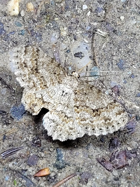 Ectropis crepuscularia - avararaszoló