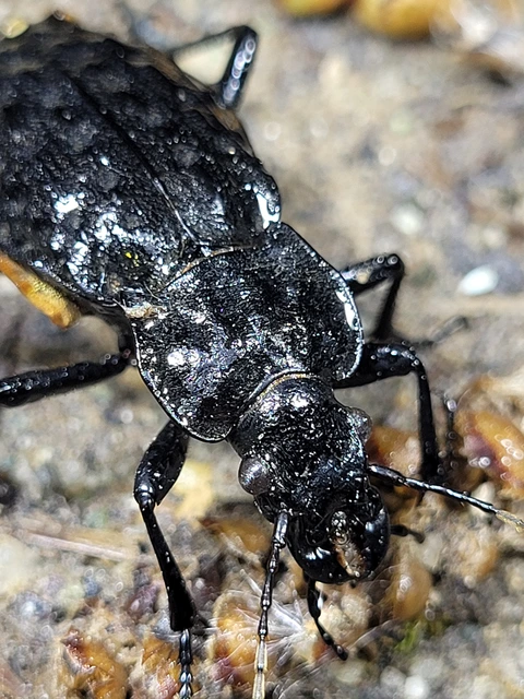 Carabus nodulosus - dunántúli vízifutrinka Carabus nodulosus - dunántúli vízifutrinka