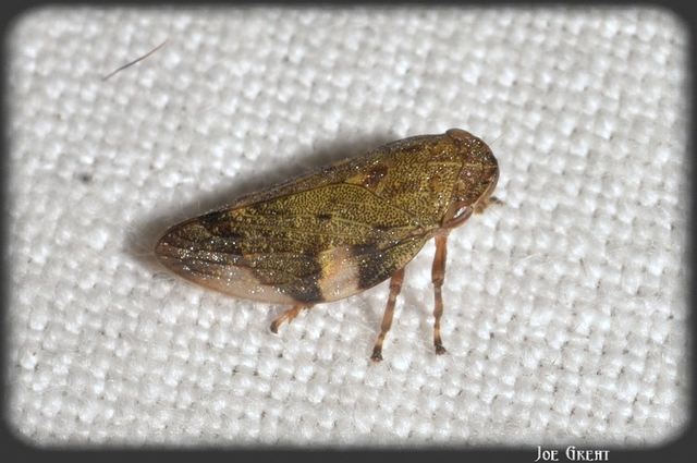 Aphrophora alni
