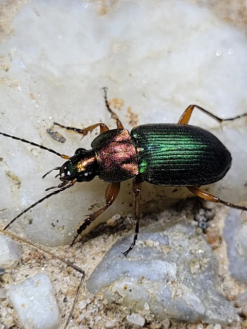 Chlaenius nigricornis - sötétcsápú bűzfutó