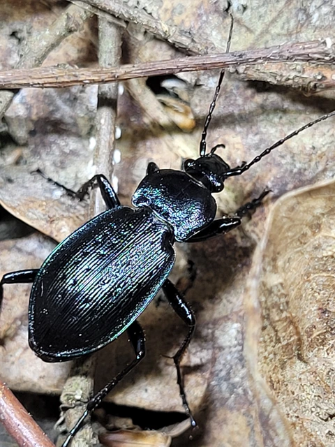 Carabus arvensis - sokszínű futrinka