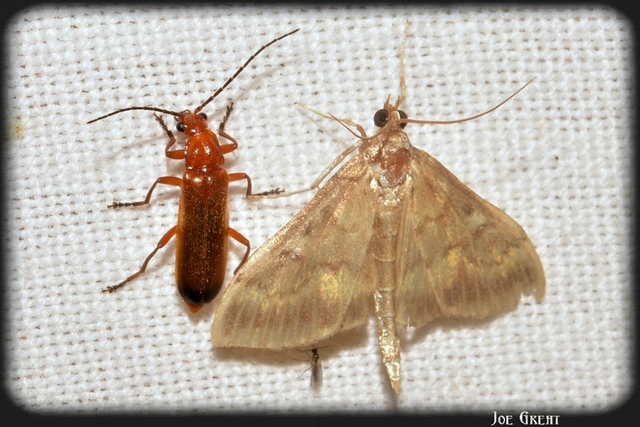 Ostrinia nubilalis - kukoricamoly
