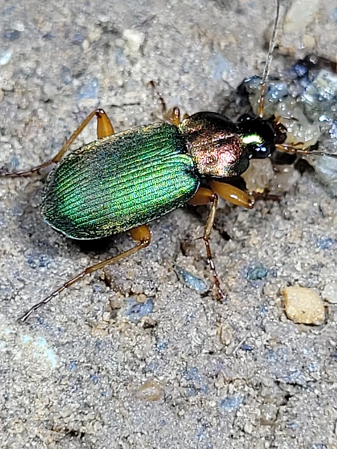 Chlaenius nitidulus - közönséges bűzfutó