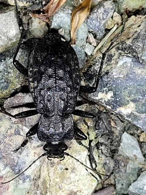 Carabus nodulosus - dunántúli vízifutrinka Carabus nodulosus - dunántúli vízifutrinka