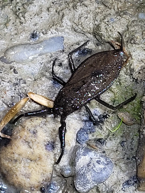 Nepa cinerea - víziskorpió