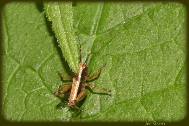 Pholidoptera griseoaptera - szürke avarszöcske