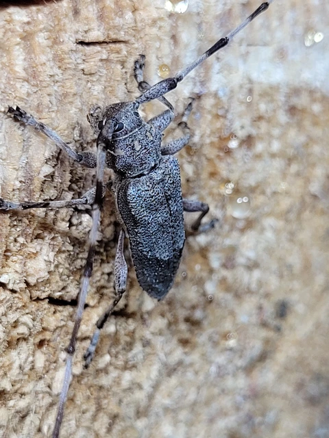 Acanthocinus aedilis - nagy daliáscincér