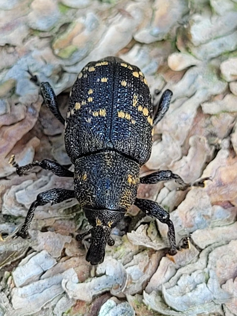 Hylobius abietis - nagy fenyvesormányos