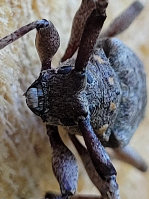 Acanthocinus aedilis - nagy daliáscincér