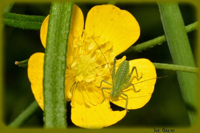 Leptophyes