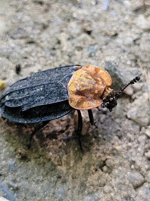 Oiceoptoma thoracicum - vörösnyakú dögbogár