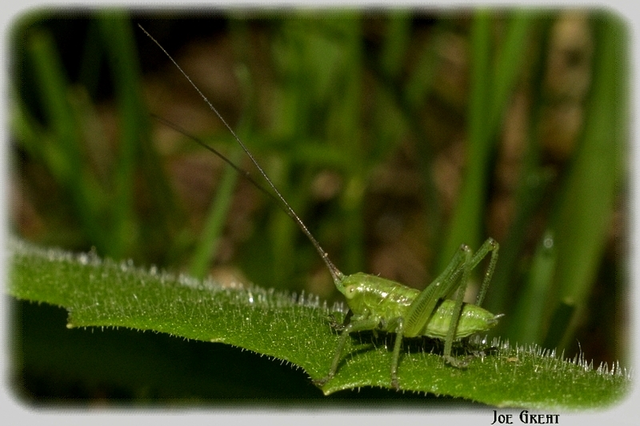Tettigonia