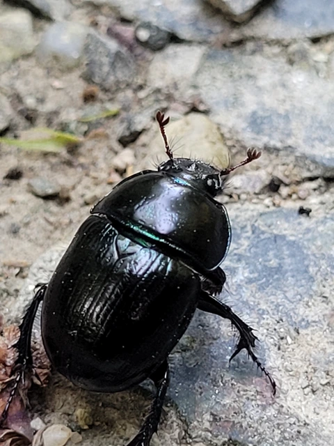 Anoplotrupes stercorosus - erdei álganéjtúró