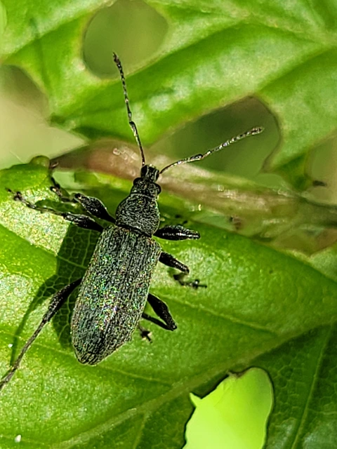 Phyllobius pomaceus - csalán-levélormányos
