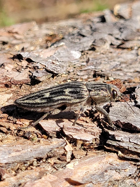 Chalcophora mariana - nagy fenyvesdíszbogár