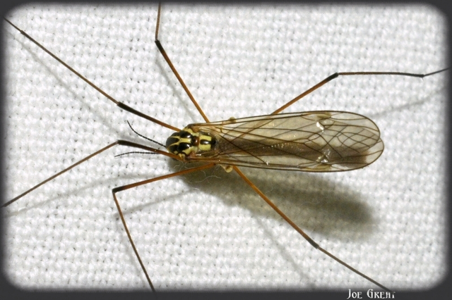 Diptera - Kétszárnyúak