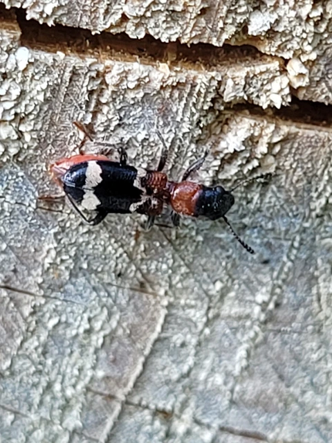 Thanasimus formicarius - vörösnyakú szúfarkas