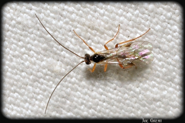 Hymenoptera - Hártyásszárnyúak