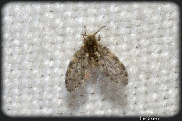 Diptera - Kétszárnyúak