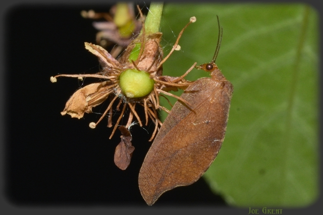 Drepanepteryx phalaenoides