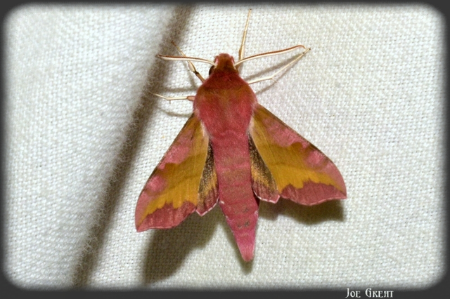 Deilephila porcellus - piros szender