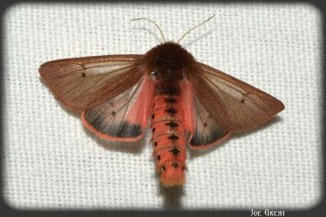Phragmatobia fuliginosa - füstös medvelepke
